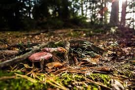 Forest Floor: Printable Curriculum